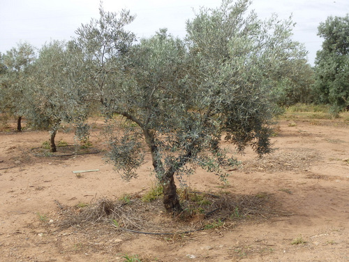 Olive Tree.
